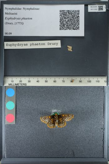 Media type: image;   Entomology 111555